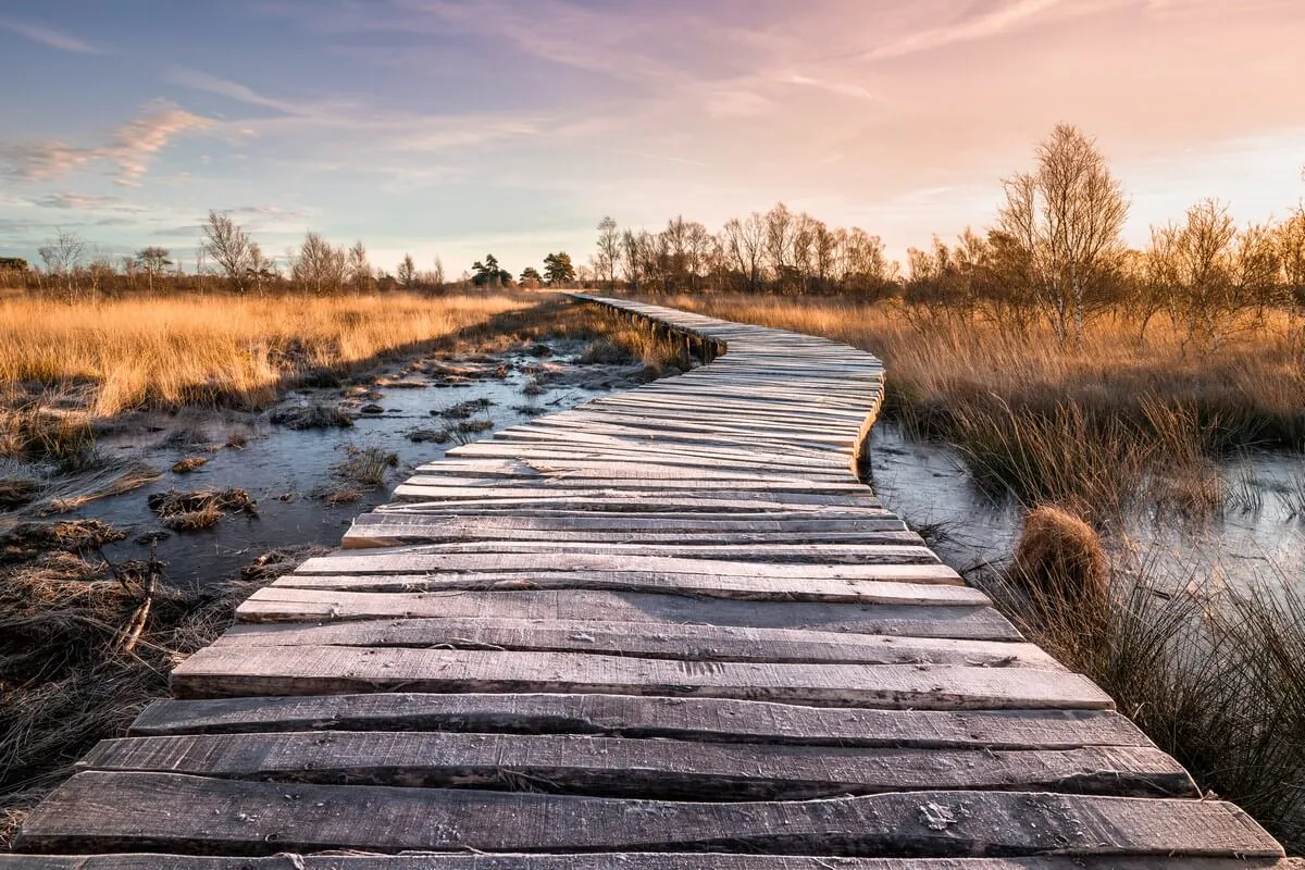 Houten vlonderpad door het veen met goudgeel gras en berken bij zonsondergang in De Peel
