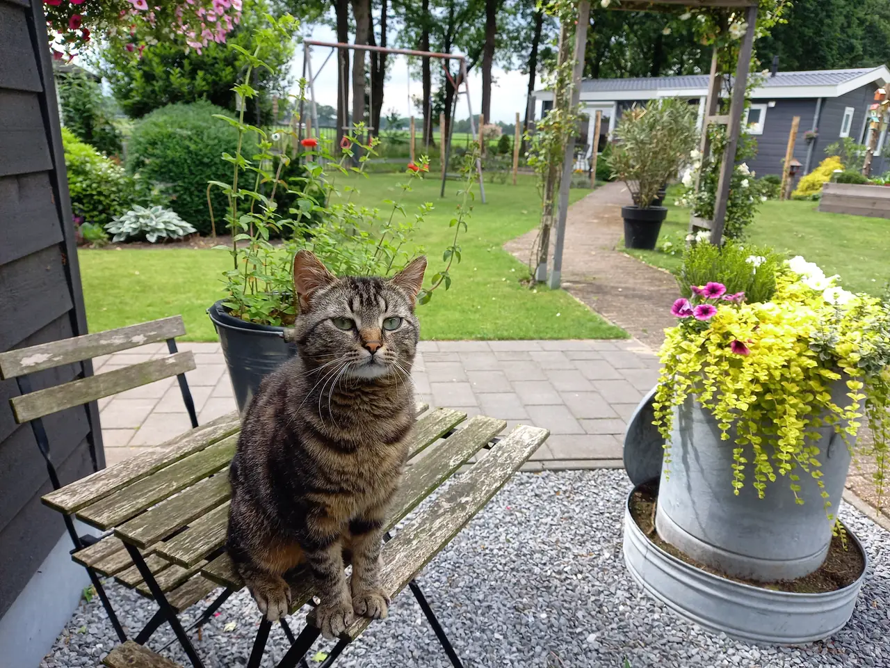 Kat op een tuinstoeltje, met op de achtergrond het gazon, de schommel en het chalet