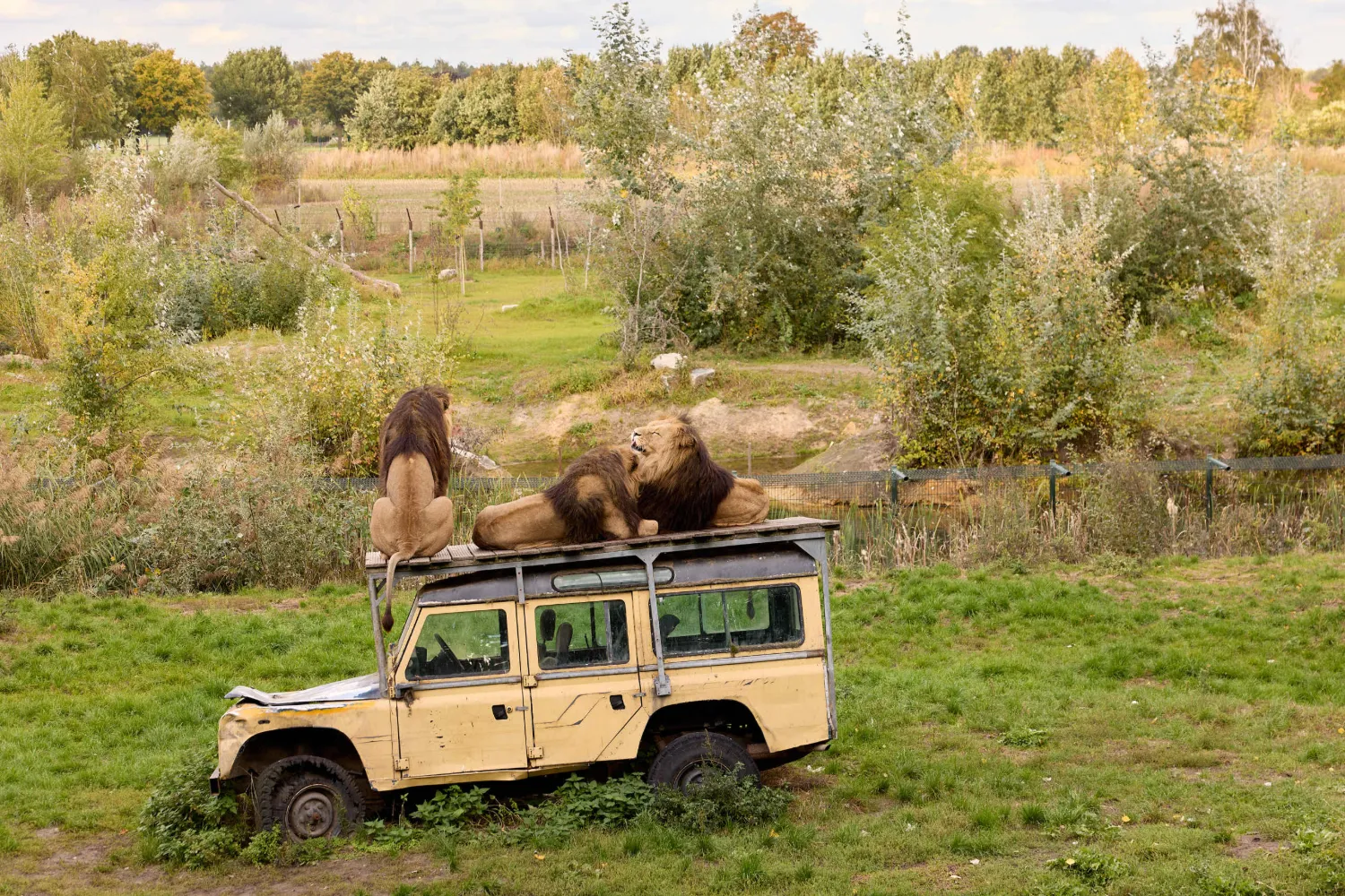 Leeuwen op het dak van een oude safarijeep in ZooParc Overloon